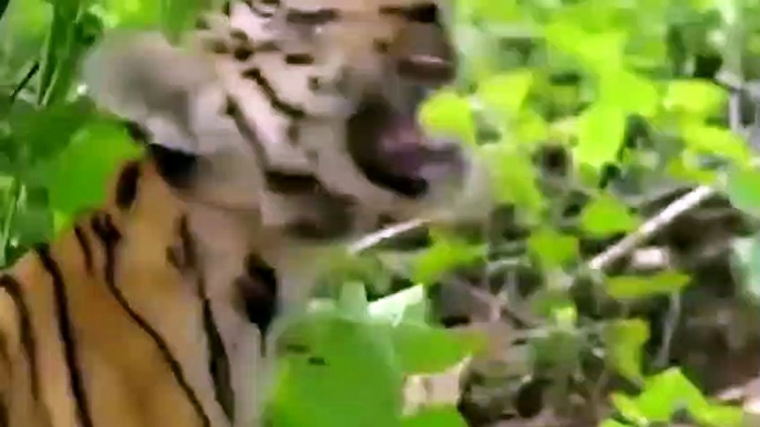 Tigers Were Helpless At The Wisdom Of Monkey - Monkey Teases Tiger On Tree And Unexpected Ending