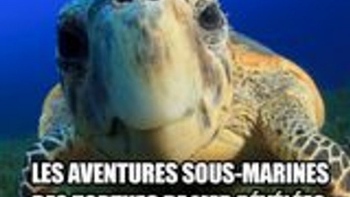 Les aventures sous-marines des tortues de mer révélées grâce aux "TurtleCams" !