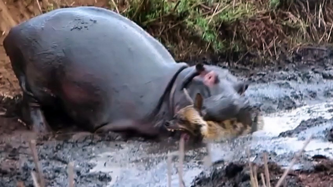 Angry Hippopotamus attacks Wild Dogs very hard, Wild Animals Attack (3)