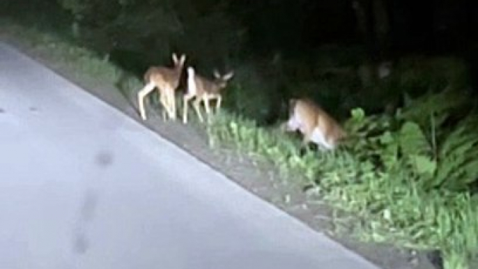 Mama Deer Stands in the Middle of the Road to Feed Her Fawns