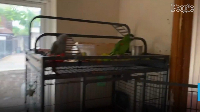 Bird Owner Gets Surprise Police Visit After His Loud Parrot Is Mistaken for a Screaming Woman