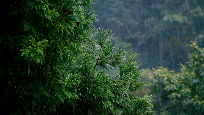 Rainforest Raining with thunderstorm and flashing 1 hour