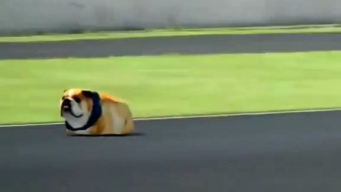 ROSCOE, IL CANE DI HAMILTON, CORRE A SILVERSTONE!