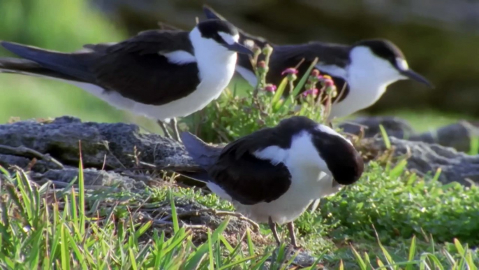 World of the Wild | Episode 10: The Masters of the Sky | Free Documentary Nature