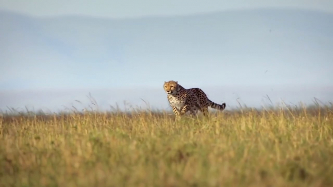 Cheetahs Fastest Hunters in Africa Free Documentary Nature