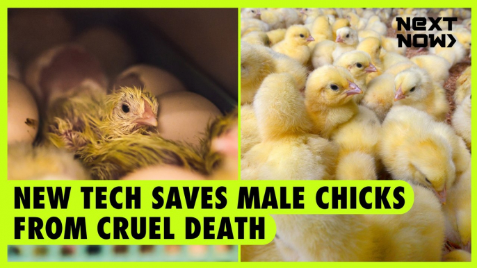 New tech saves male chicks from cruel death | NEXT NOW