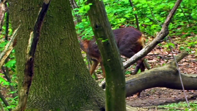 Germanys Wild Reservoirs Free Documentary Nature