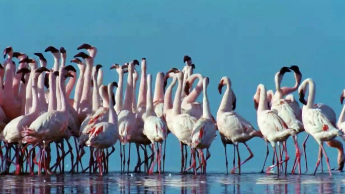 El Misterio de los Flamencos Documental