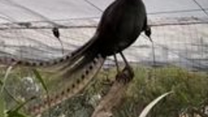 Les chants éblouissants de l'oiseau-lyre en Australie !