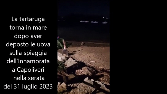 La tartaruga torna in mare dopo aver deposto le uova