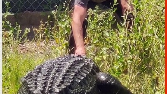 Worker Has to Dodge Hungry Gator During Feeding Time at Reptile Park