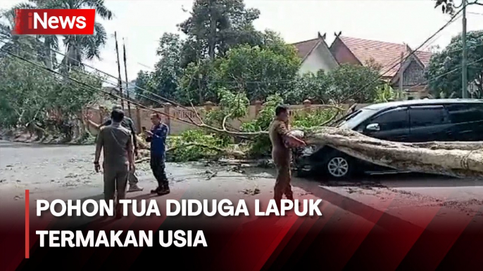 Minibus Ringsek Tertimpa Pohon Besar yang Tumbang di Jambi