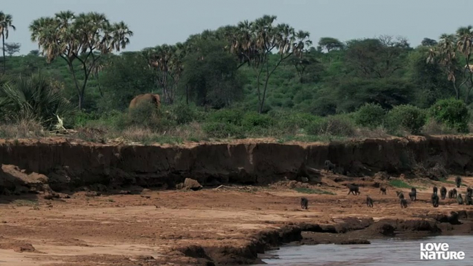 Cutest Baby Animals Wild Dog, Baboon & Elephants   Love Nature