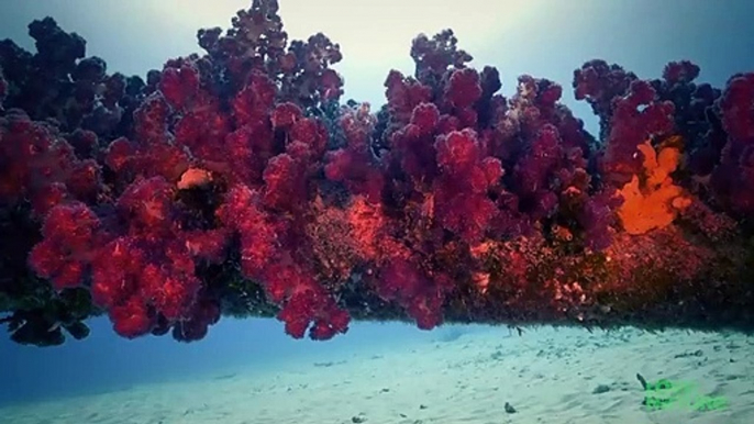 Giant Sea Snail Hunting Crown-of-thorns Starfish