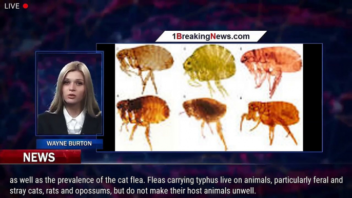 Flea-borne disease that can shut organs down and cause limb amputations is