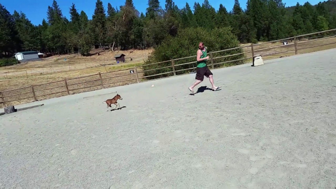 Baby miniature horse chasing a person 1