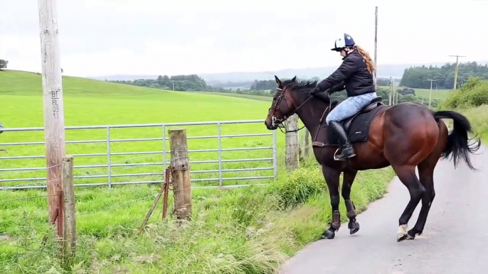 Thoroughbred Galloping 38 mph