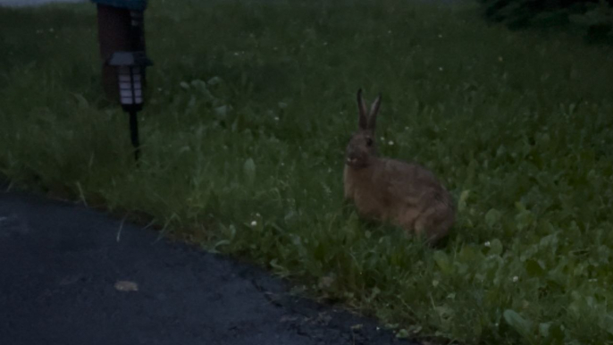 Kindhearted woman realizes she has bunny's full trust when it eats from her hands