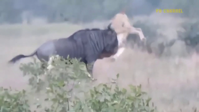 Unbelievable Horrible Moments   The Brave Wildebeest Takes Down The Adult Lion, It To Fail Misera