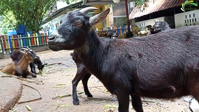Goats Cute, Goat Eating Funny Videos Compilation p14