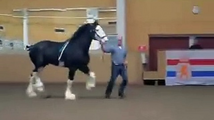 Black Clydesdale Prancing