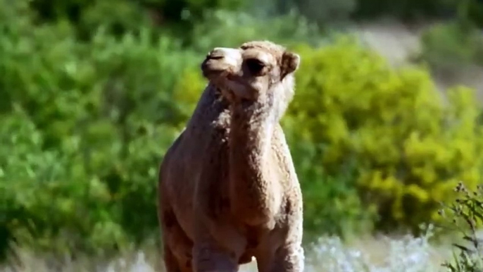 Magnifiques animaux Maroc Algérie Tunisie - ZAPPING SAUVAGE