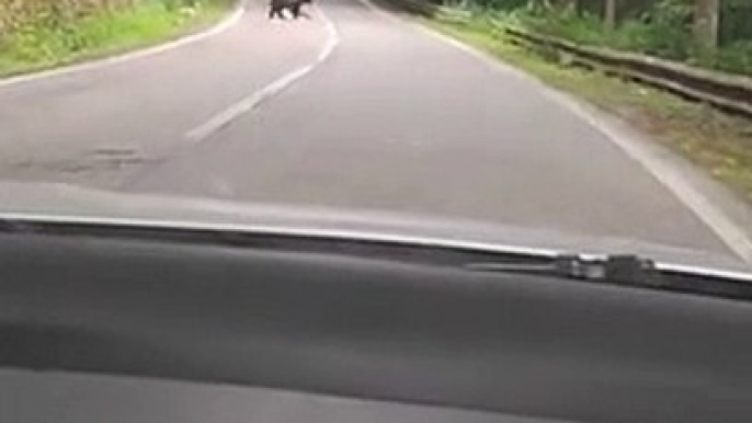 Un oso en Rumania saluda a un coche que le deja cruzar la carretera   El conductor redujo