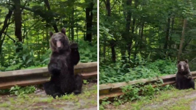 Un oso agradece a unos turistas que le cedan el paso en una carretera en Rumanía