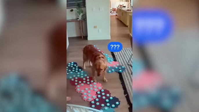 Clever dog uses sound buttons to alert owner she was sick hours before symptoms began
