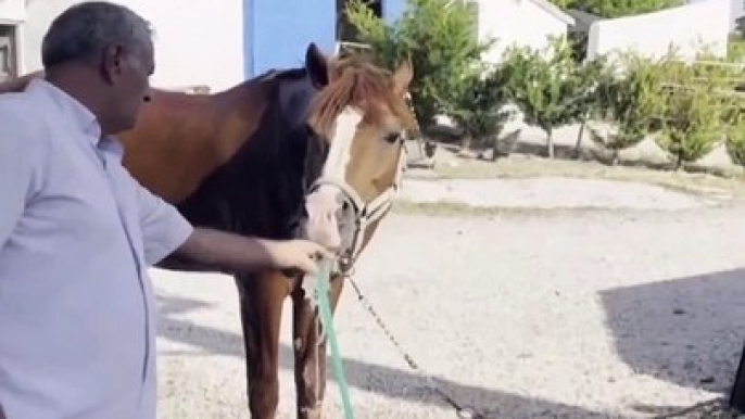 Sıcaktan bunalıp bahçe hortumunu pipet edasında kullanan at  Bu arada hayvanlar için bu sıcaklarda kapımızın önüne bir kap su koymayı ihmal etmeyelim, bizler kadar olanağı olmayan sokak canlılarının o bir kap suya çok ihtiyacı var