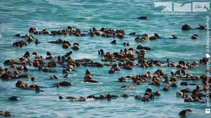 Robot Spy Otter & Spy Bald Eagle Discover How Sea Otters Cope With Mega-waves From Melting Glaciers