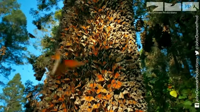 Robot Spy Hummingbird Films HALF A BILLION MONARCH BUTTERFLIES!