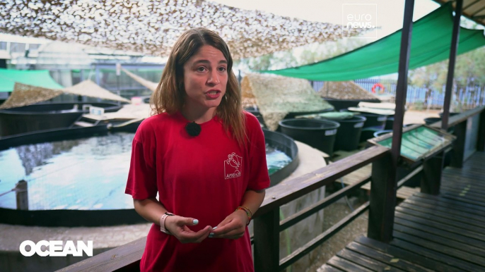 Au secours des tortues de mer et dauphins menacés d'Europe