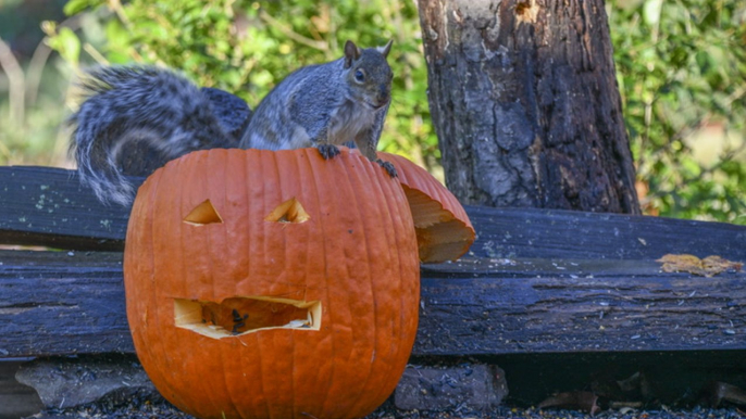 4 Ways to Prevent Squirrels (and Other Animals) From Eating Pumpkins, Gourds, and More Fall Décor