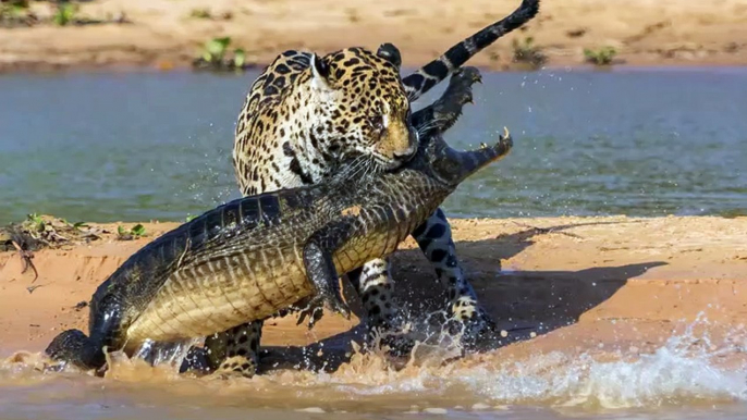 4 fois l'Ours Polaire chasse les Phoques   Combats d’Animaux