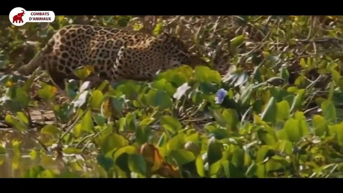 Batailles féroces entre des Jaguars, Léopards et des Crocodiles, Caïman   Combats d’Animaux