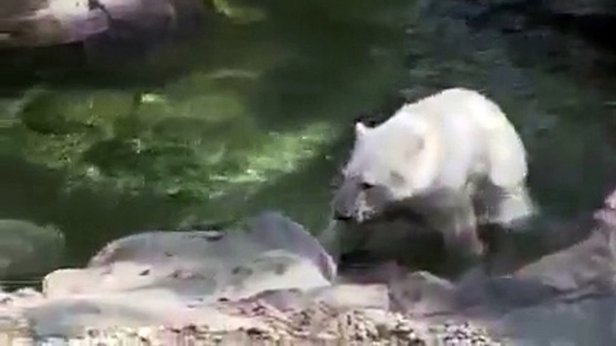 les ours polaires du zoo de Schönbrunn à Viennes, Lynn et Ranzo