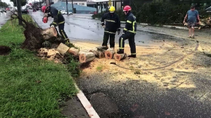 Avenida Rocha Pombo é liberada após corte de árvore e substituição de poste