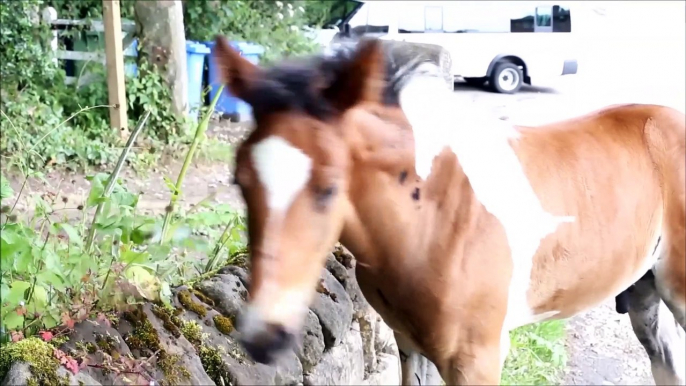 Foal Born With It's Own Perfect White Shadow.