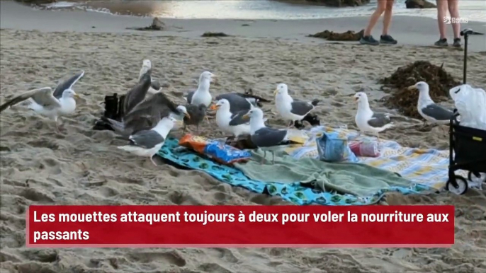 Les mouettes attaquent toujours à deux pour voler la nourriture aux passants: '  Les mouettes ne cessent de démontrer leur intelligence'