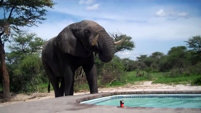 Huge elephant joins tourists for a drink at the pool