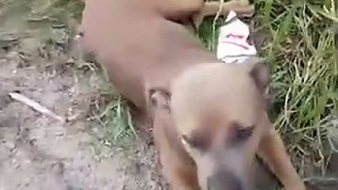 Dog Dumped On Road Can't Stop Wagging Her Tail   The Dodo