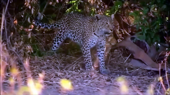 It's so crazy... The furious moment of the fierce hyena... Fierce Battle of Leopard VS Hyena