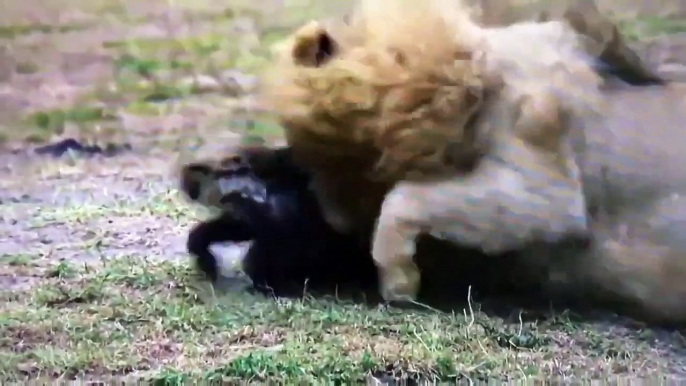 Unbelievable.The Most Dramatic Revenge In African Jungle When Lion Is Surrounded By Hyenas&Can't Out