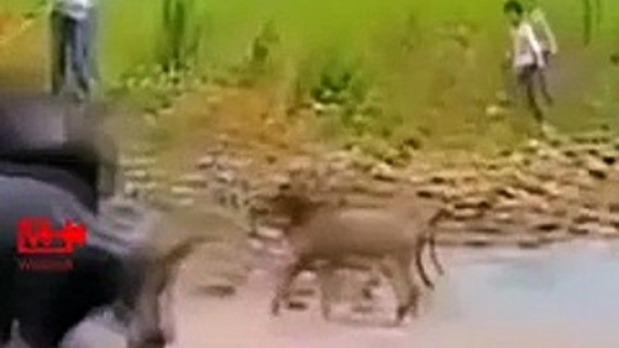 Angry Buffalo Throws the Barking Dog   Buffalo attacks Dog   Buffalo blew the Barking dog   #funny