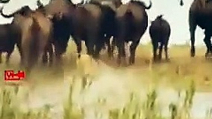 BIG FIGHTBuffaloes vs Lions   wild animals Fight #lion #Hunting #shorts #buffaloes #wildlife