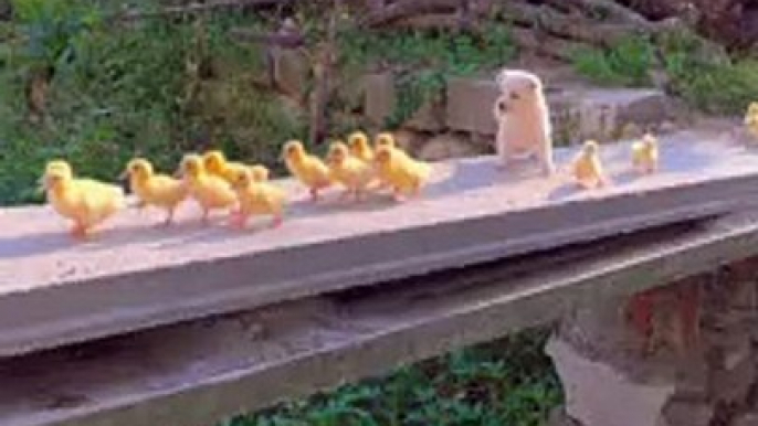 Little Dog And Duck Chicks In The Jungle | Animals Moments | Cute Pets | Animals Satisfying Videos
