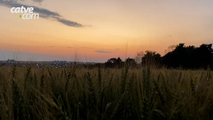 Domingo amanhece com poucas nuvens no céu em Cascavel A temperatura máxima deve ser de 27º