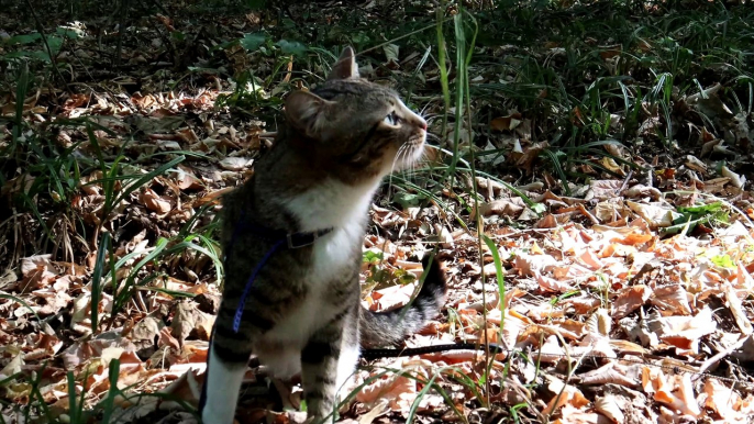 Cat Walks through the Grass in the Forest