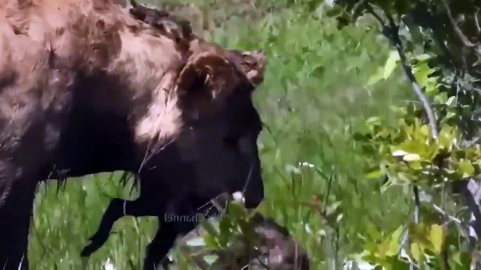 Wild Boar VS Lion's Scary Revenge... Tragic End Of Lion When Choosing Wrong Opponent